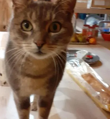 Le Doux Refuge Berceen Au Calme De Sa Campagne Pres Circuit Mans Sud, Grand Lit Avec Berceau Et Possibilite Lit Pliant En Rajout